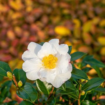 Camellia sasanqua 'White Premium'