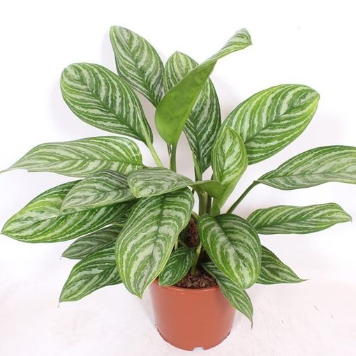 Aglaonema 'Stripes'