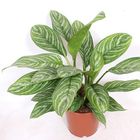 Aglaonema 'Stripes'