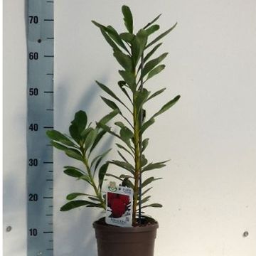 Telopea 'Braidwood Brilliant'