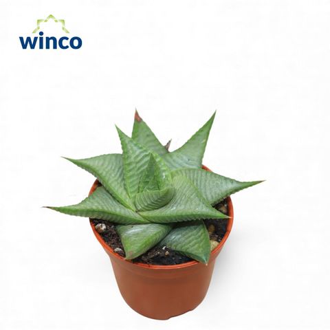 Haworthia limifolia 'Roux'