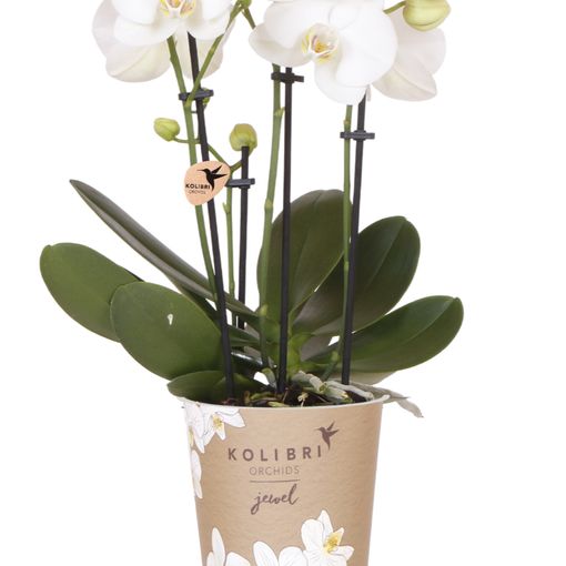 Phalaenopsis JEWEL WHITE