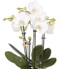 Phalaenopsis JEWEL WHITE