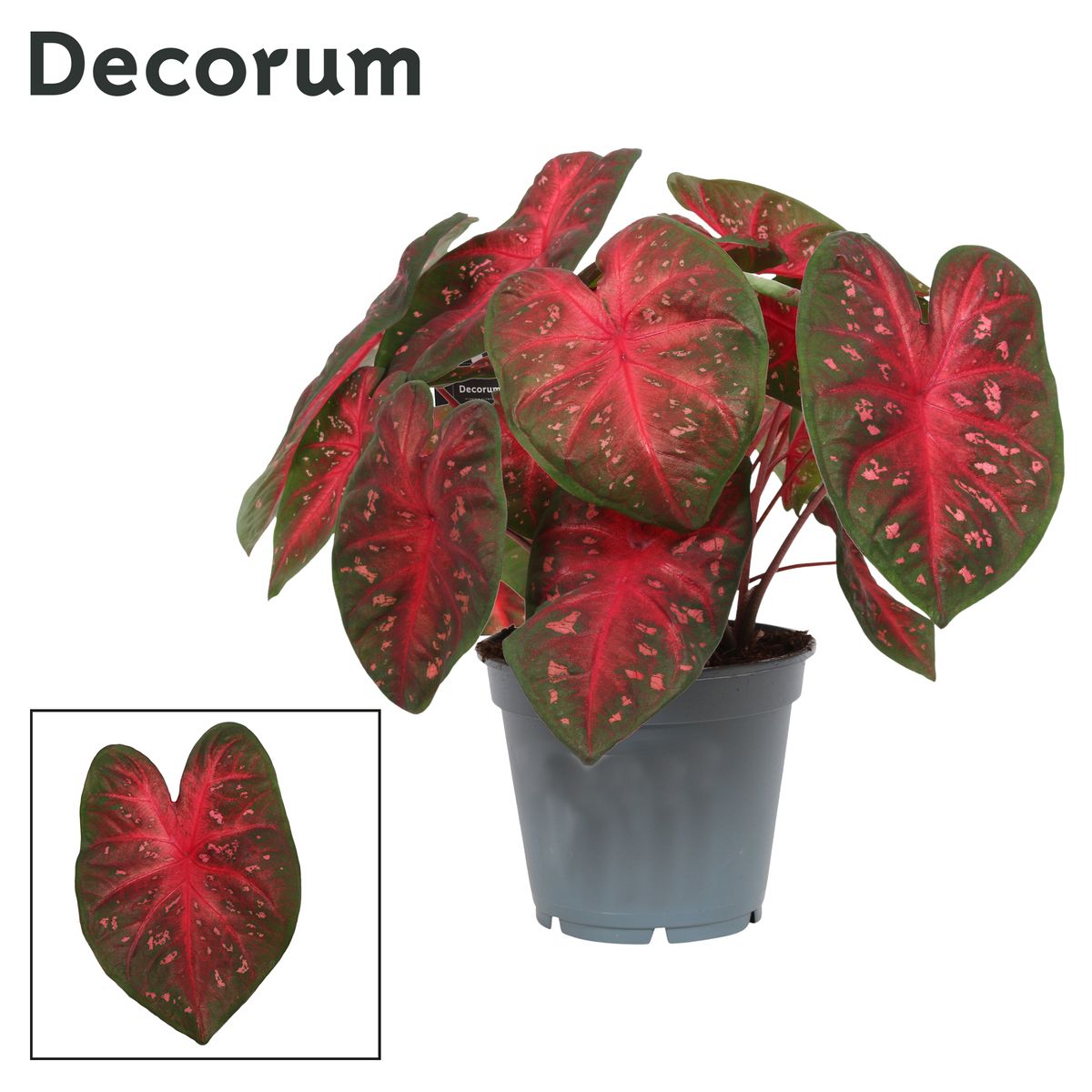 Caladium 'Fast Flash' — Plant Wholesale FlorAccess