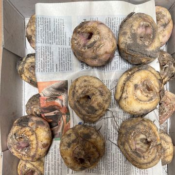 Fritillaria imperialis 'Aurora'