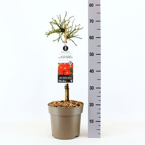 Rosa ALEXANDER VON HUMBOLDT