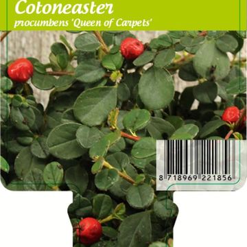 Cotoneaster procumbens 'Queen of Carpets'