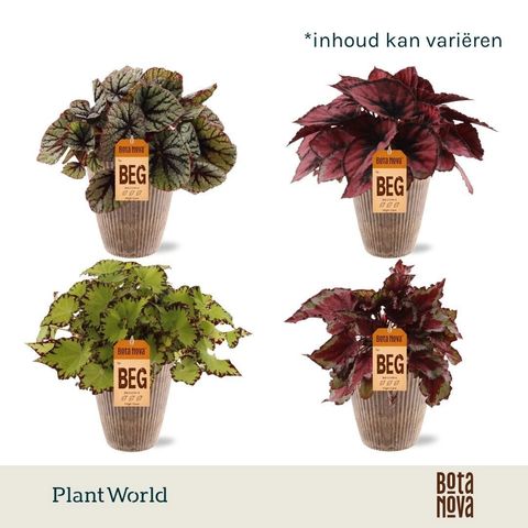 Begonia REX MIX