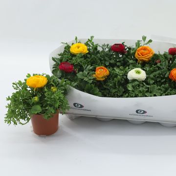 Ranunculus asiaticus SPRINKLES MIX