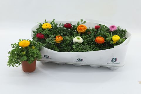 Ranunculus asiaticus SPRINKLES MIX