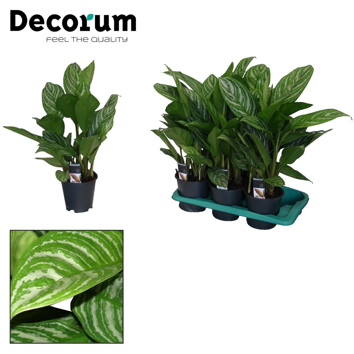 Aglaonema 'Stripes' — Plant Wholesale FlorAccess