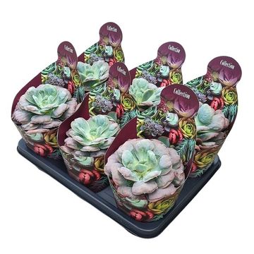 Echeveria 'Raindrops'