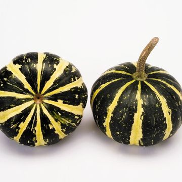 Cucurbita pepo 'Flat Striped'