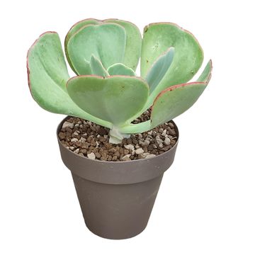 Echeveria gigantea