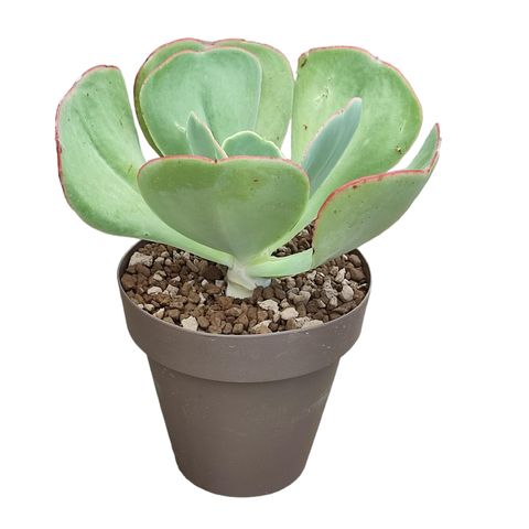 Echeveria gigantea