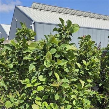 Magnolia 'Genie'