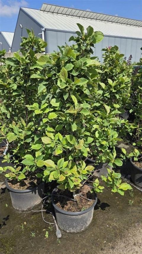 Magnolia 'Genie'