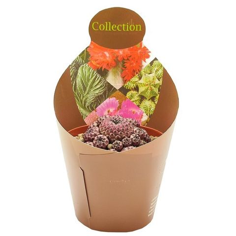 Sulcorebutia rauschii violacidermis