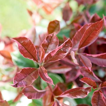 Photinia x fraseri PINK MARBLE