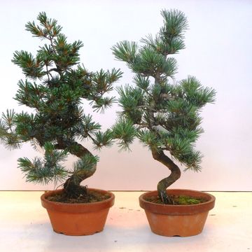 Pinus parviflora