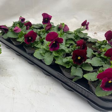 Viola x wittrockiana ALPHA F1 ROSE SHADES WITH BLOTCH