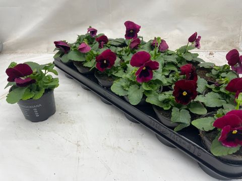 Viola x wittrockiana ALPHA F1 ROSE SHADES WITH BLOTCH