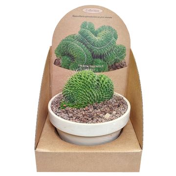 Mammillaria spinosissima 'Un Pico Cristata'