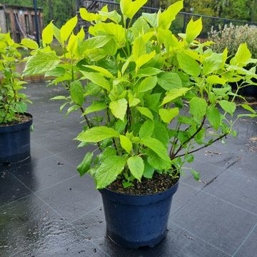 Hydrangea arborescens 'Annabelle'