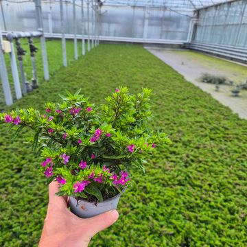Cuphea hyssopifolia