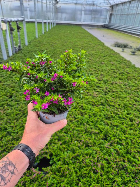 Cuphea hyssopifolia