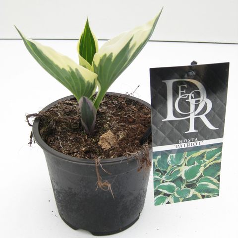 Hosta 'Patriot'