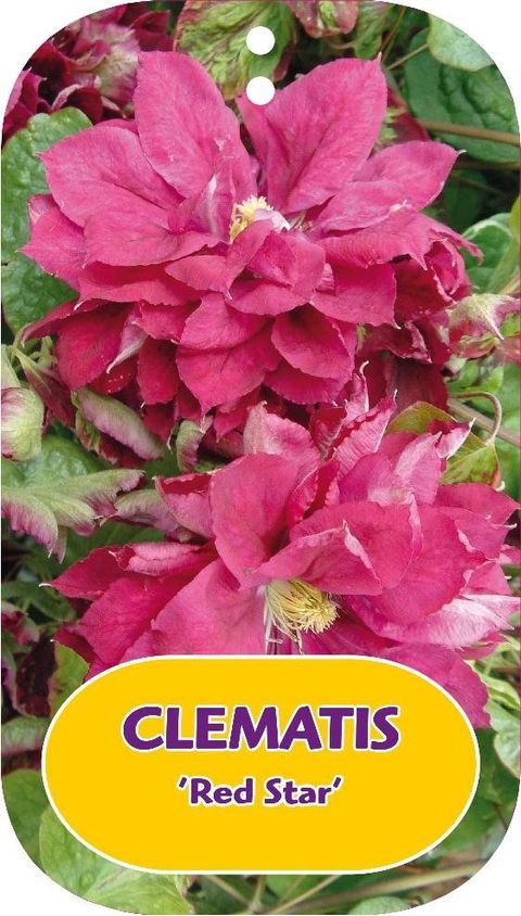 Clematis 'Red Star' (EL)