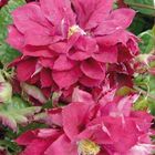 Clematis 'Red Star' (EL)