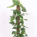 Epipremnum pinnatum 'Aureum'