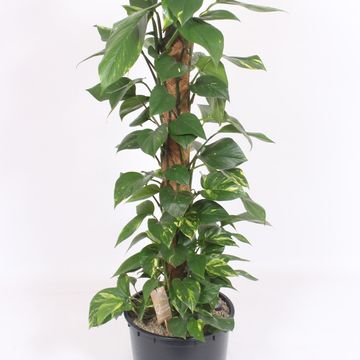 Epipremnum pinnatum 'Aureum'