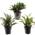 Dracaena fragrans MIX
