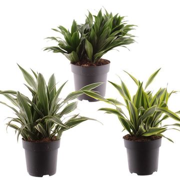 Dracaena fragrans MIX