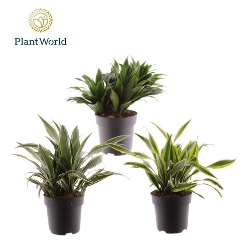 Dracaena fragrans MIX