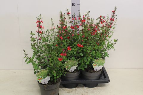 Salvia microphylla 'Hot Lips'