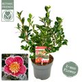 Camellia sasanqua 'Yuletide'