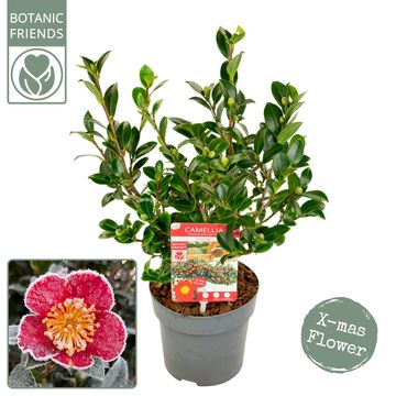 Camellia sasanqua 'Yuletide'