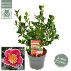 Camellia sasanqua 'Yuletide'