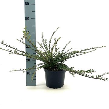 Cotoneaster horizontalis