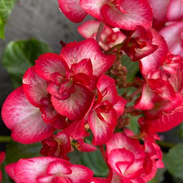 Hydrangea macrophylla 'Miss Yulika'