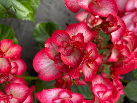 Hydrangea macrophylla 'Miss Yulika'