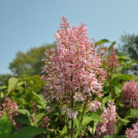 Syringa SILVIA
