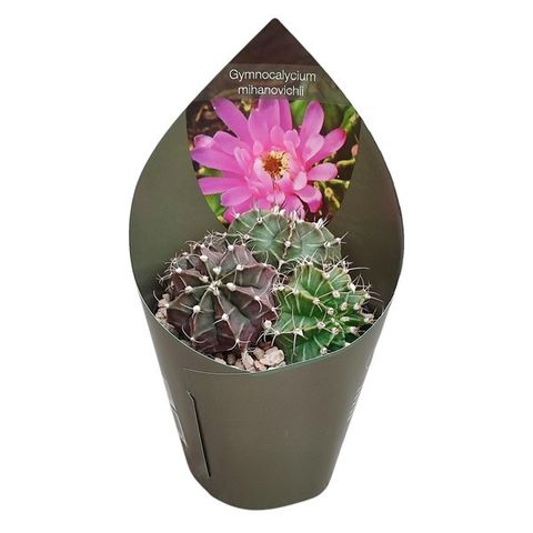 Gymnocalycium mihanovichii