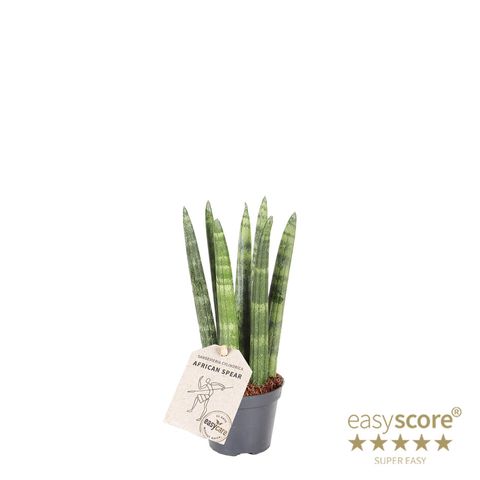 Sansevieria cylindrica 'Straight'  Pflanzengrohandel FlorAccess