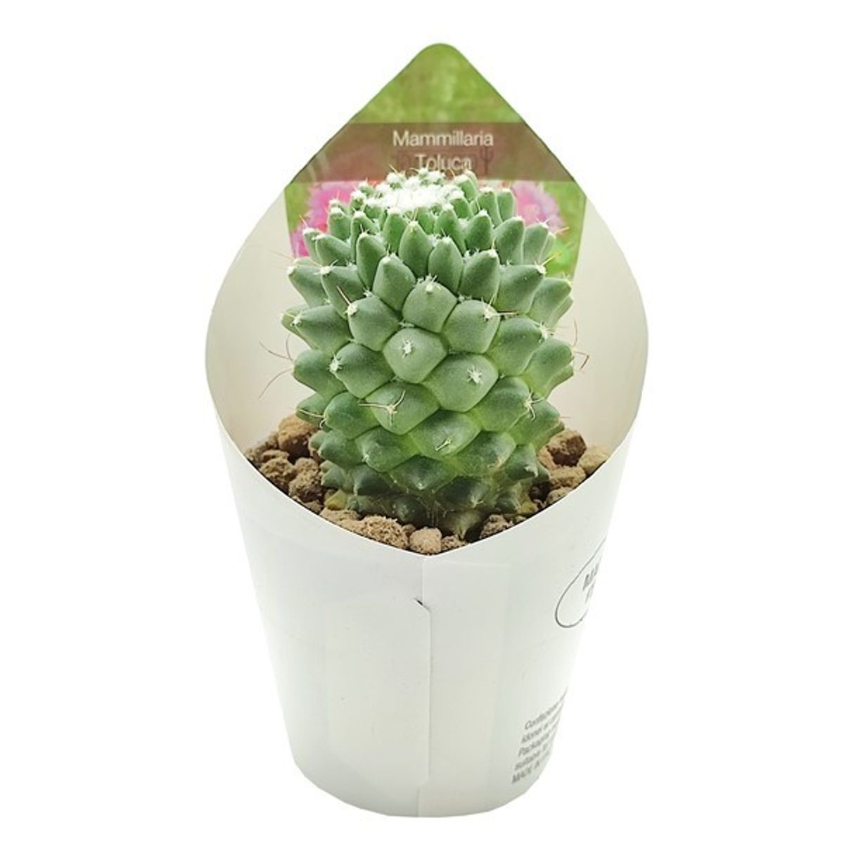 philodendron atom 4