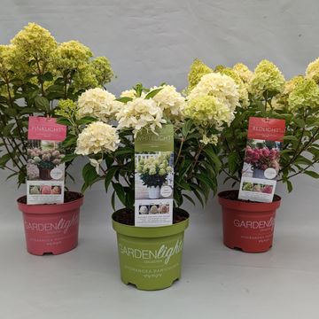 Hydrangea paniculata MIX